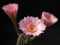 Thumbnail of 1564_Echinopsis Hybride lachsrosa_20140512_01(1).JPG